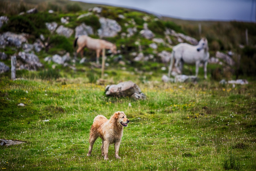 Dog on Glenbricken Farm Connemara Life The Sophisticate Issue