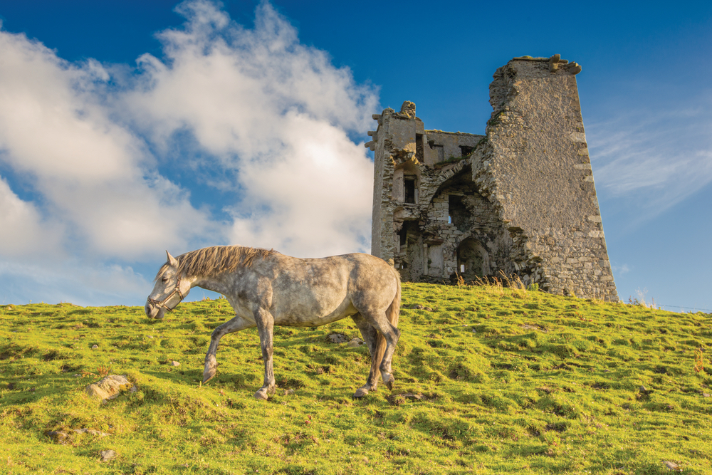 A pony grazes before the ruin of Renvyle Castle in the most north-west part of Connemara. Photo by Romona Robbins
