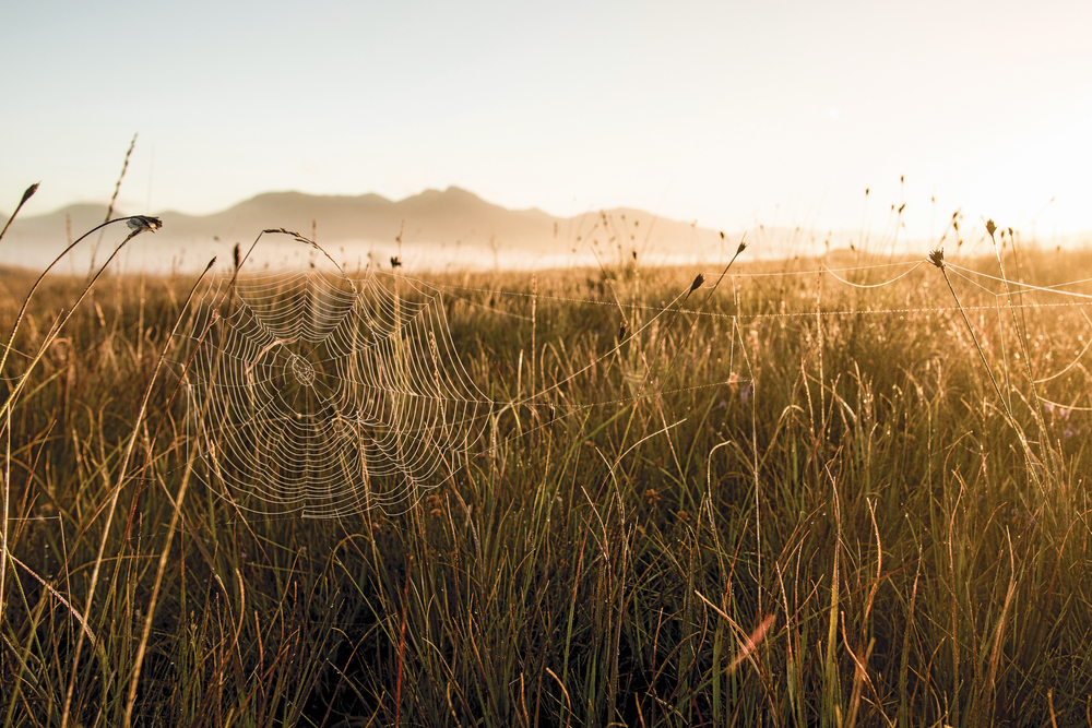A golden sun rises over Roundstone Bog. Photo by Mark Furniss
