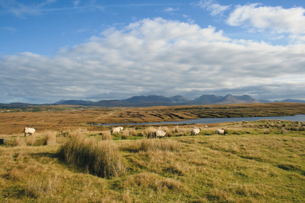 Sheep graze on the Derrygimlagh boglands.