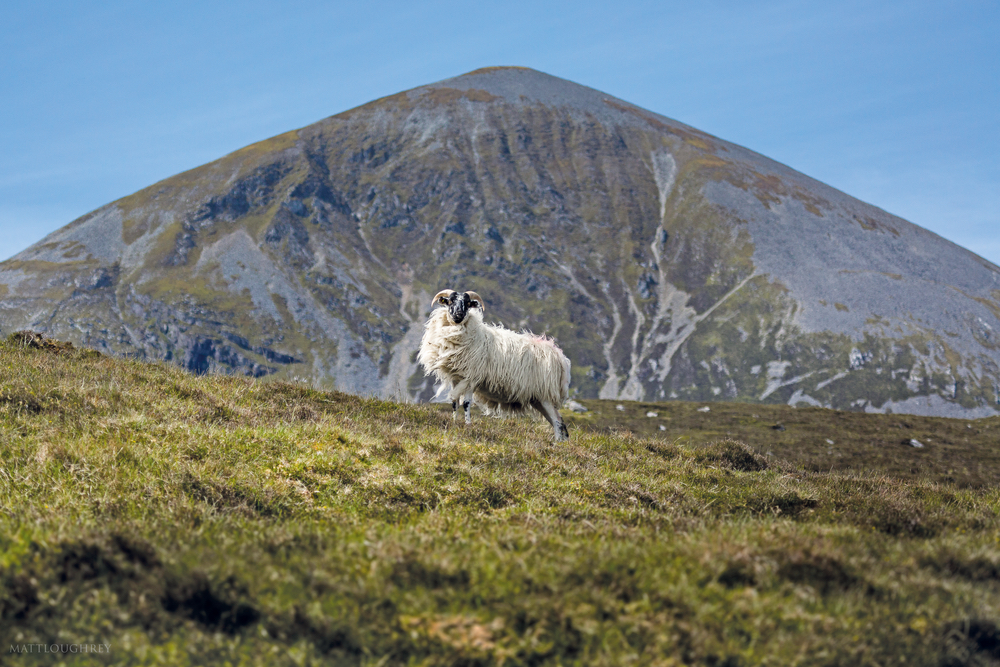 Mountain sheep in Connemara with mountain in the background Croagh Patrick Connemara Life 2016