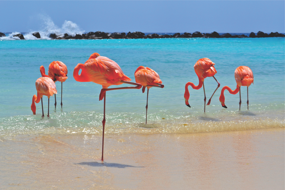 The wildlife on Aruba varies greatly across the island’s diverse ecosystems. This famous pink flock can be seen on Flamingo Beach on Renaissance Island.