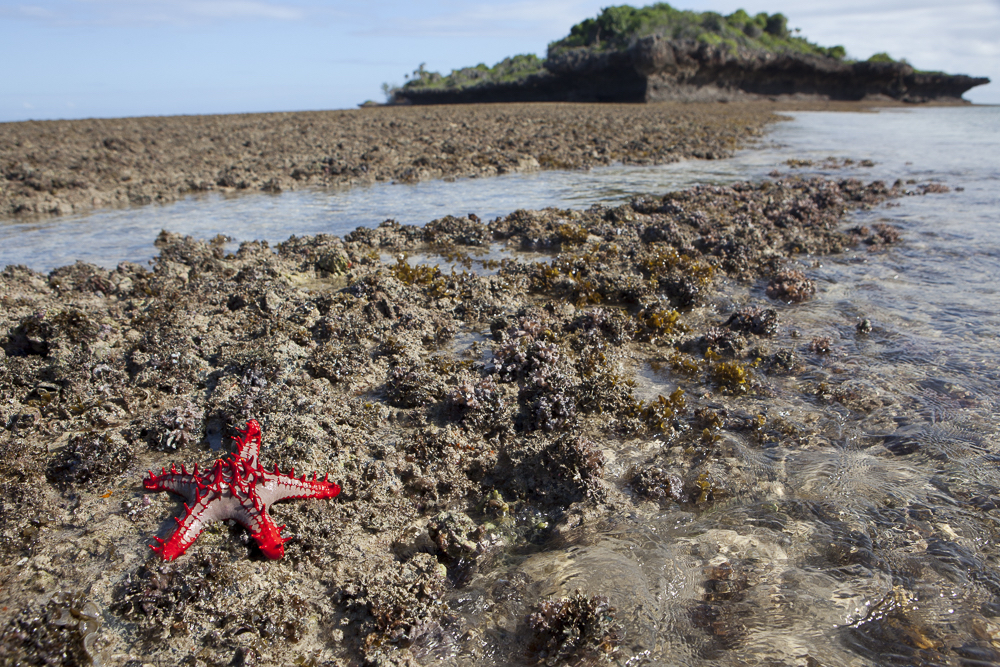 Starfish laying on land in Chumbe Island Coral Park