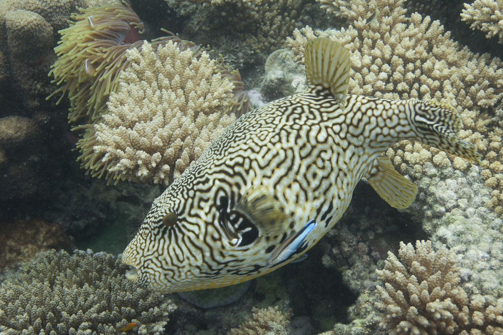 Landkarten-Kugelfisch Fish (Arothron mappa) in Chumbe Island Coral Park