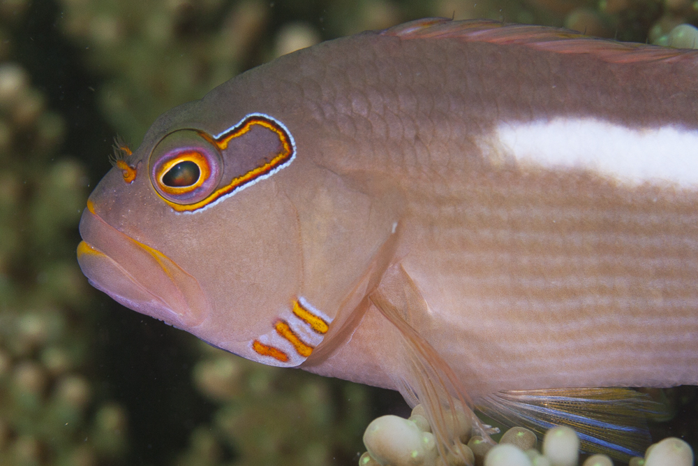 Augenbogen-Büschelbarsch Fish (Paracirrhites arcatus) in Chumbe Island Coral Park