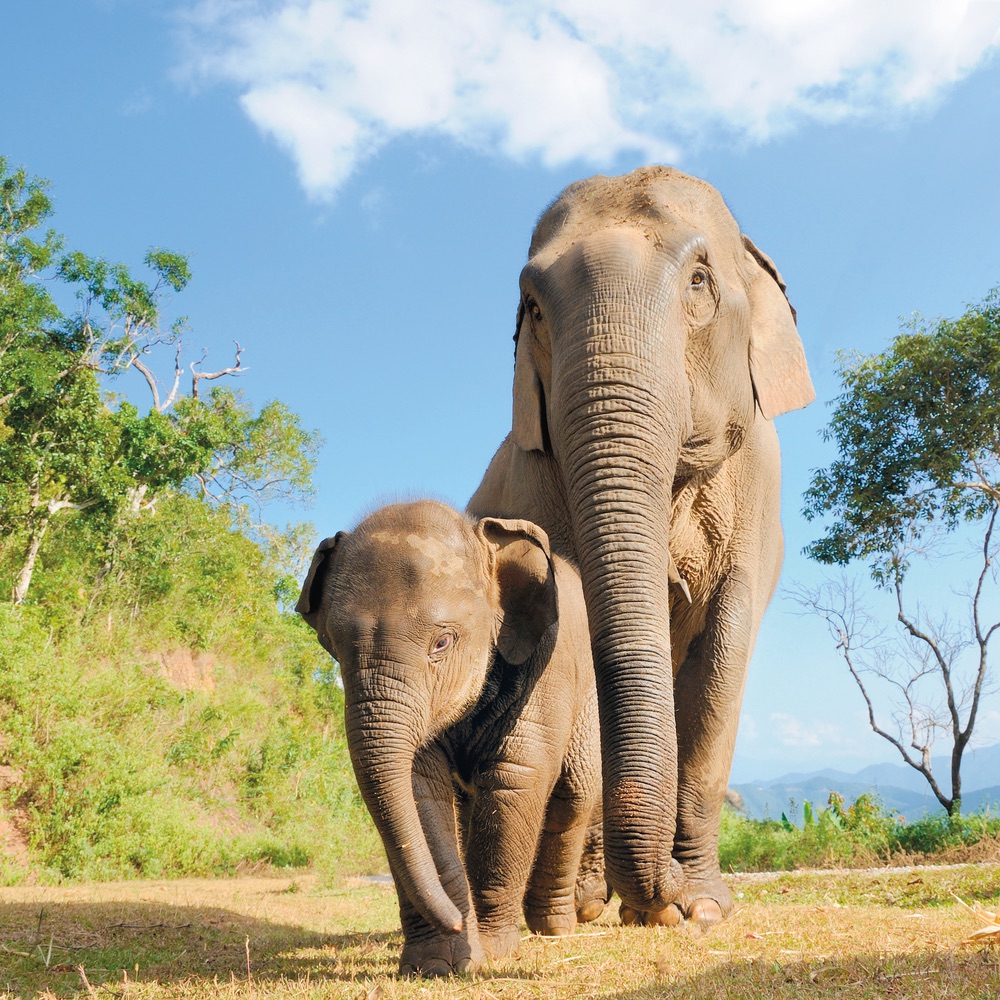 Vie Magazine, Baby and Mother elephant walking together
