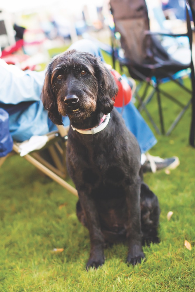 Dogs are always welcome at the Villiage of Baytowne Wharf.