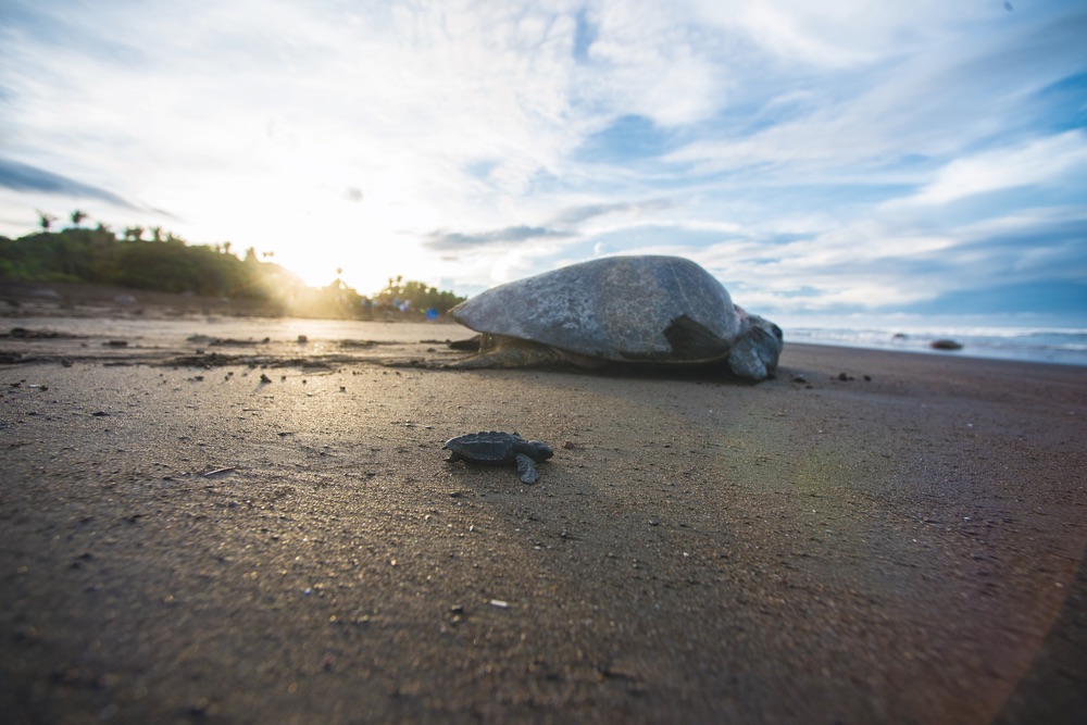 Exhausted mom and baby turtle battle their way back to their ocean home during the arribada or “arrival” in Ostional, Costa Rica. Chandler Williams, Modus Photography.