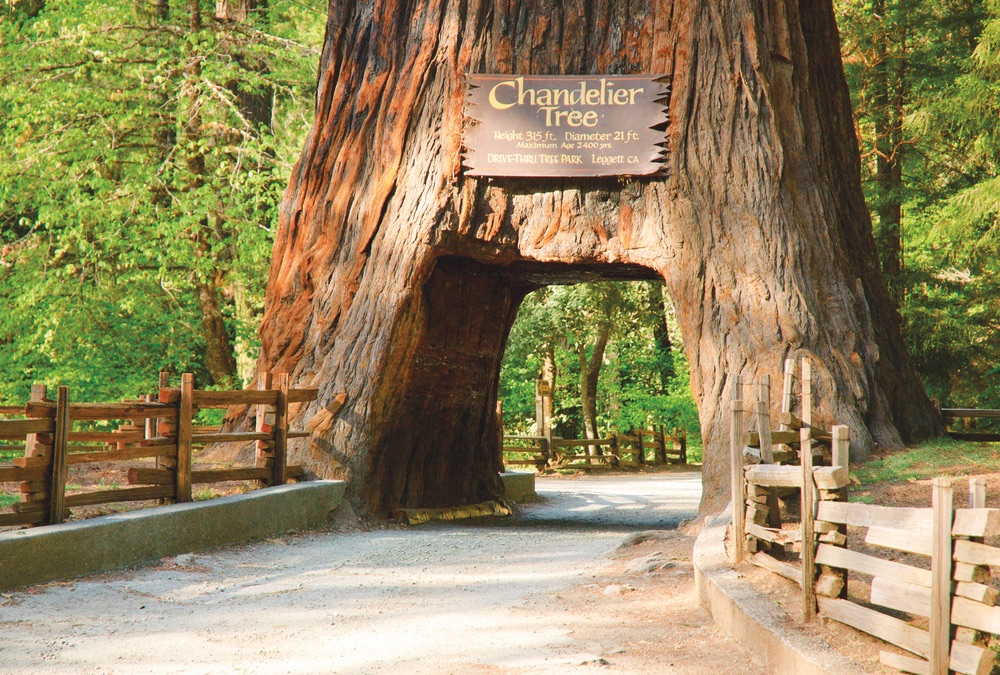 The Chandelier Tree, a popular landmark in the Drive-Thru Tree Park in Northern California