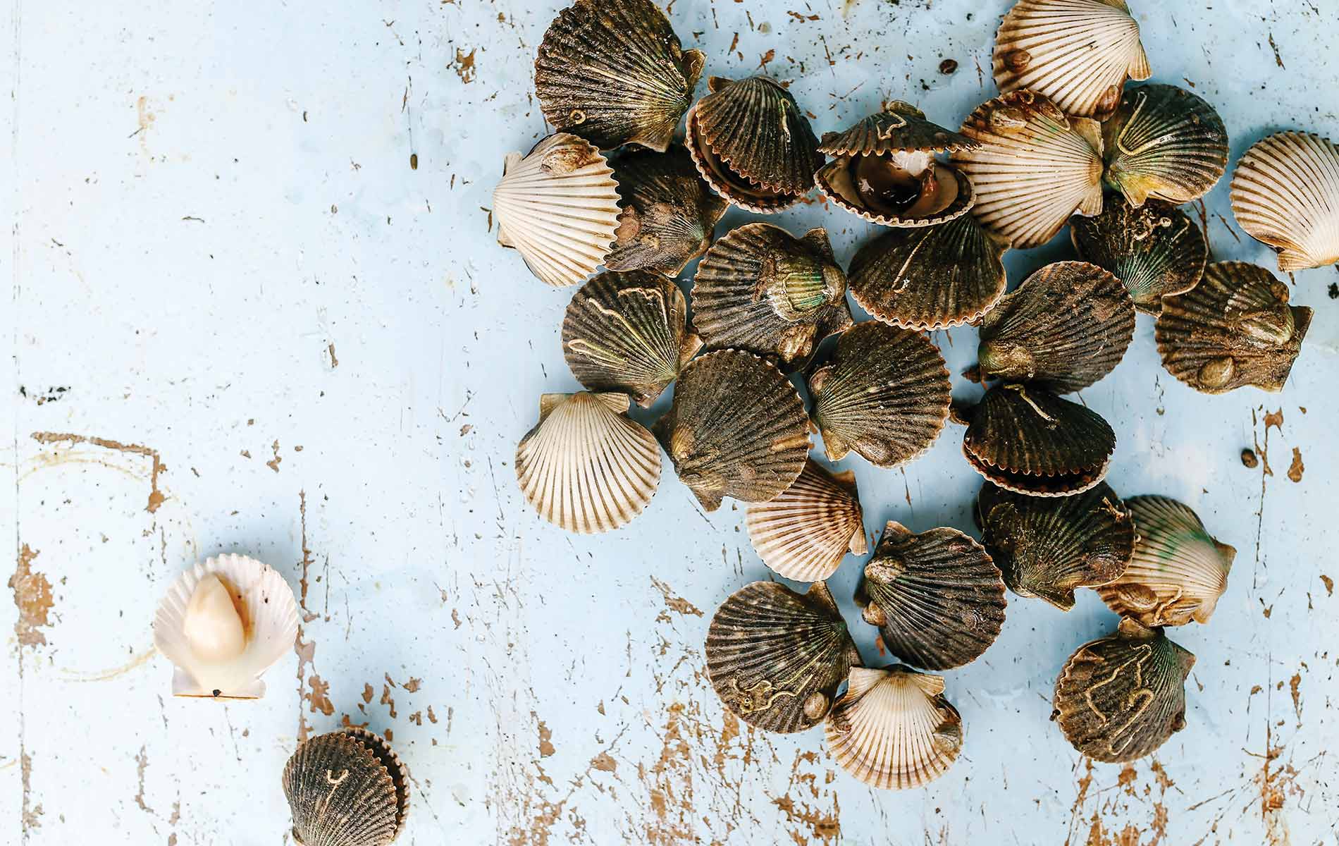 Saints of Old Florida, clam shells