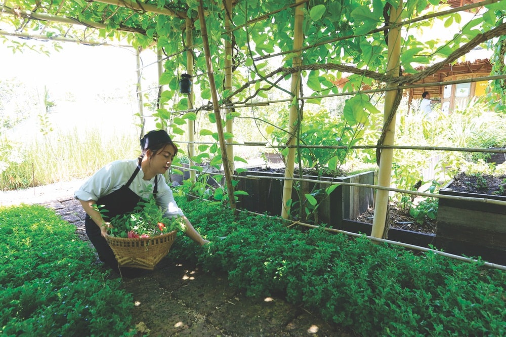 Sustainable Lifestyle in Thailand; Koh Samui; Six Senses Samui; garden; produce