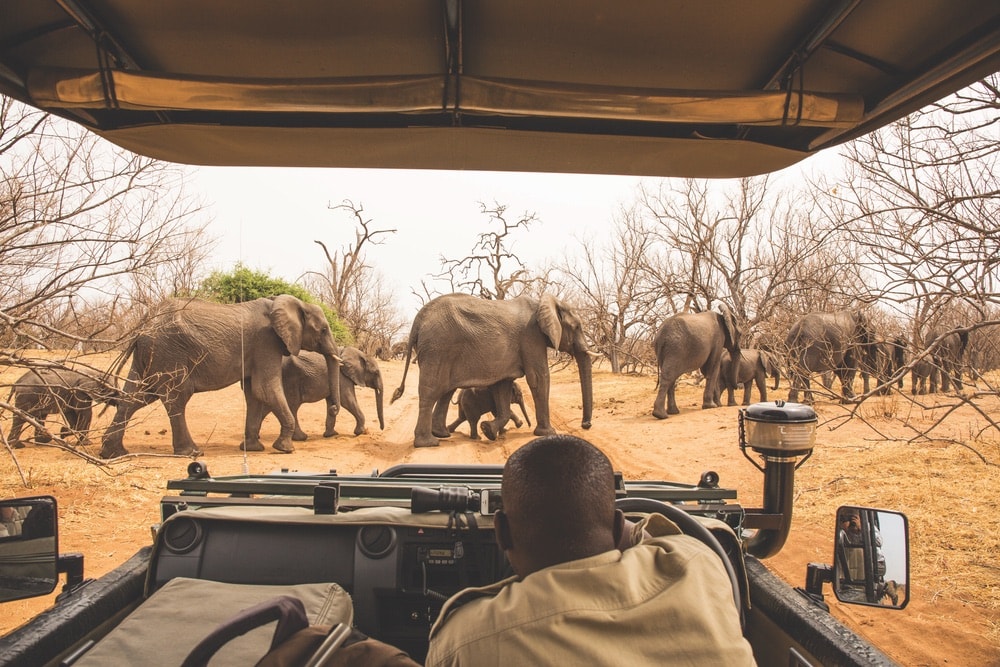 The Botswana and Zambia Safari is one of Acanela’s most popular experiences. Here, elephants cross the road in Botswana’s Chobe National Park.