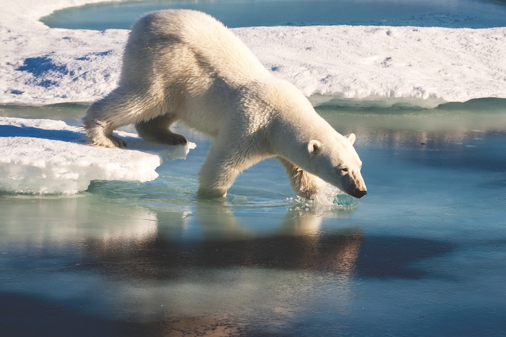 The plight of the polar bear is well known as populations decrease due to climate change; however, you might catch a glimpse of them as you travel around Greenland and other Arctic areas.