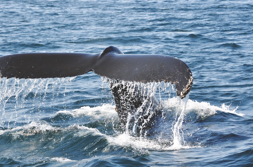 Although sightings are unpredictable, you could see humpback, beluga, gray, or bowhead whales, along with orcas and narwhals, when cruising through the Arctic Circle.