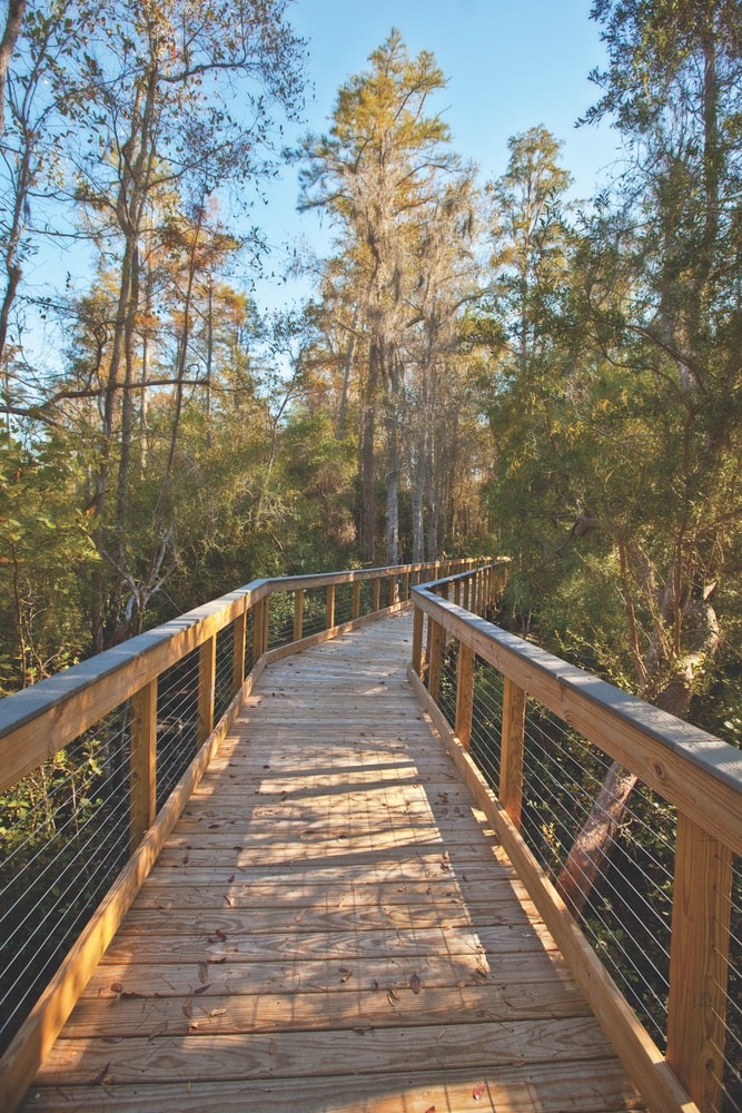 Wooden boardwalk in between the trees at the Conservation Park in Panama City Beach, Florida