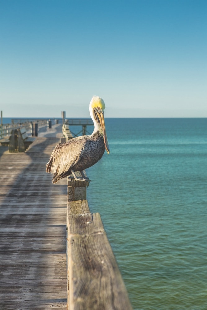 Cola 2 Cola; Travel Guide; Northwest Florida’s Gulf Coast; Emerald Coast; Mexico Beach; pelican; pier