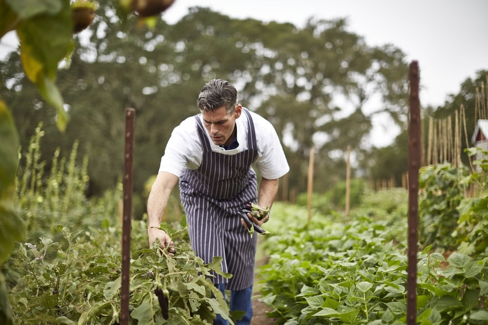 Jordan Vineyard and Winery; Executive chef, Todd Knoll, picks fresh produce from the garden on the property in Sonoma County, California.