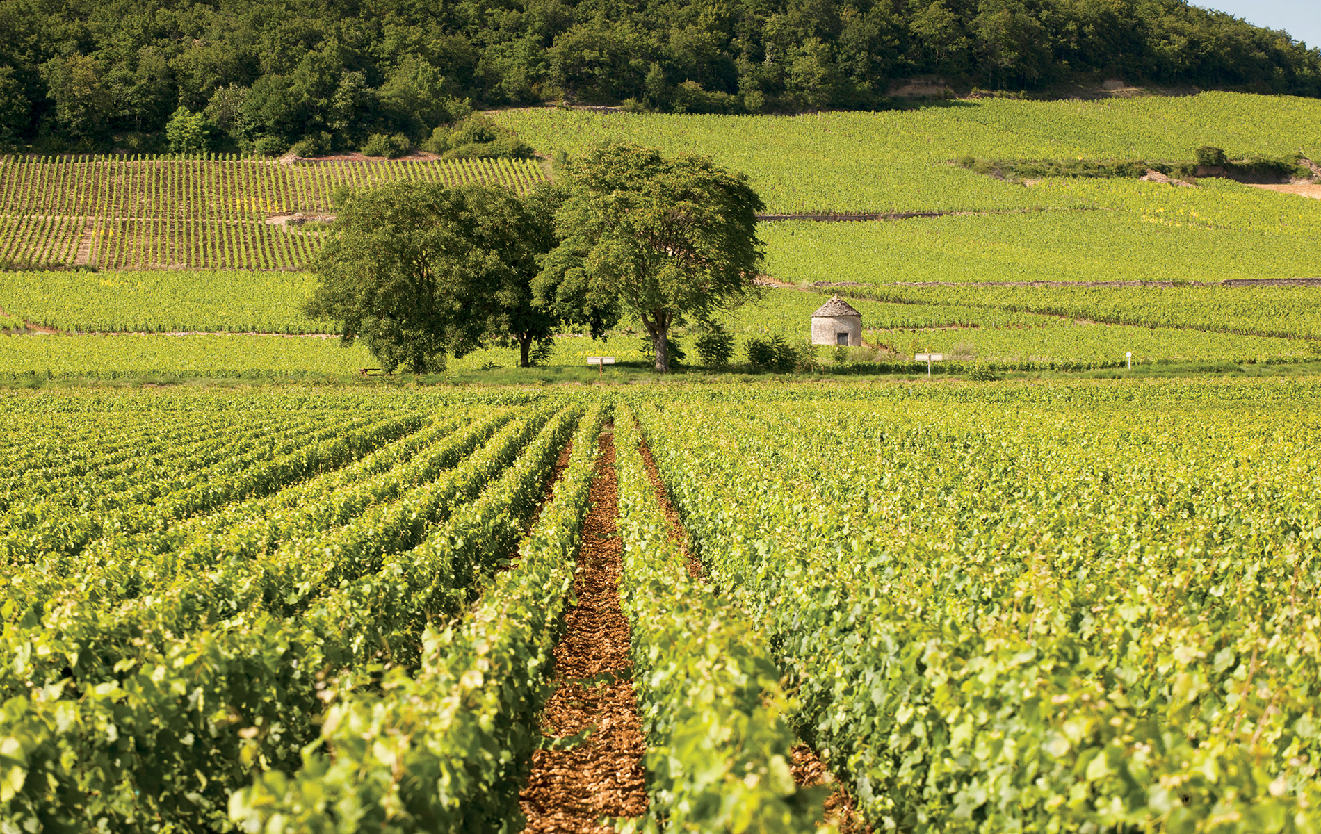 Domaine de Cromey is a picturesque winery and château located in the scenic heart of Burgundy, France.