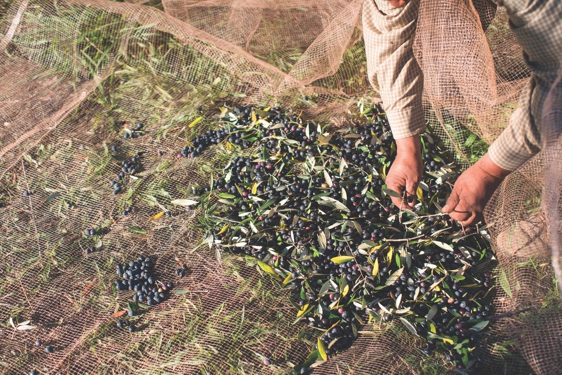 Farmers cultivate eight acres of olive trees and then propagate them to grow new ones to fill the historic grove.