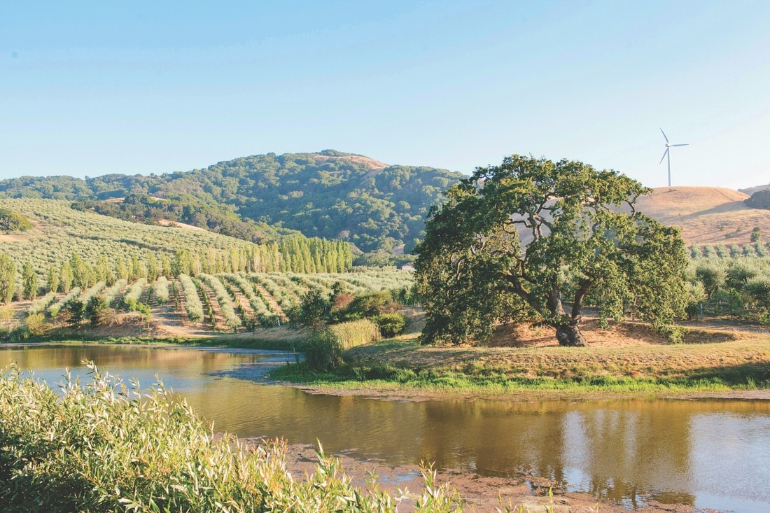 The landscape at McEvoy Ranch