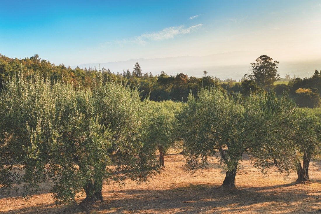 The olives at the Mayacamas Estate are harvested each year to make premium extra-virgin olive oils. The olive groves here are the oldest in Napa Valley. | Photo by Shea Evans for Long Meadow Ranch