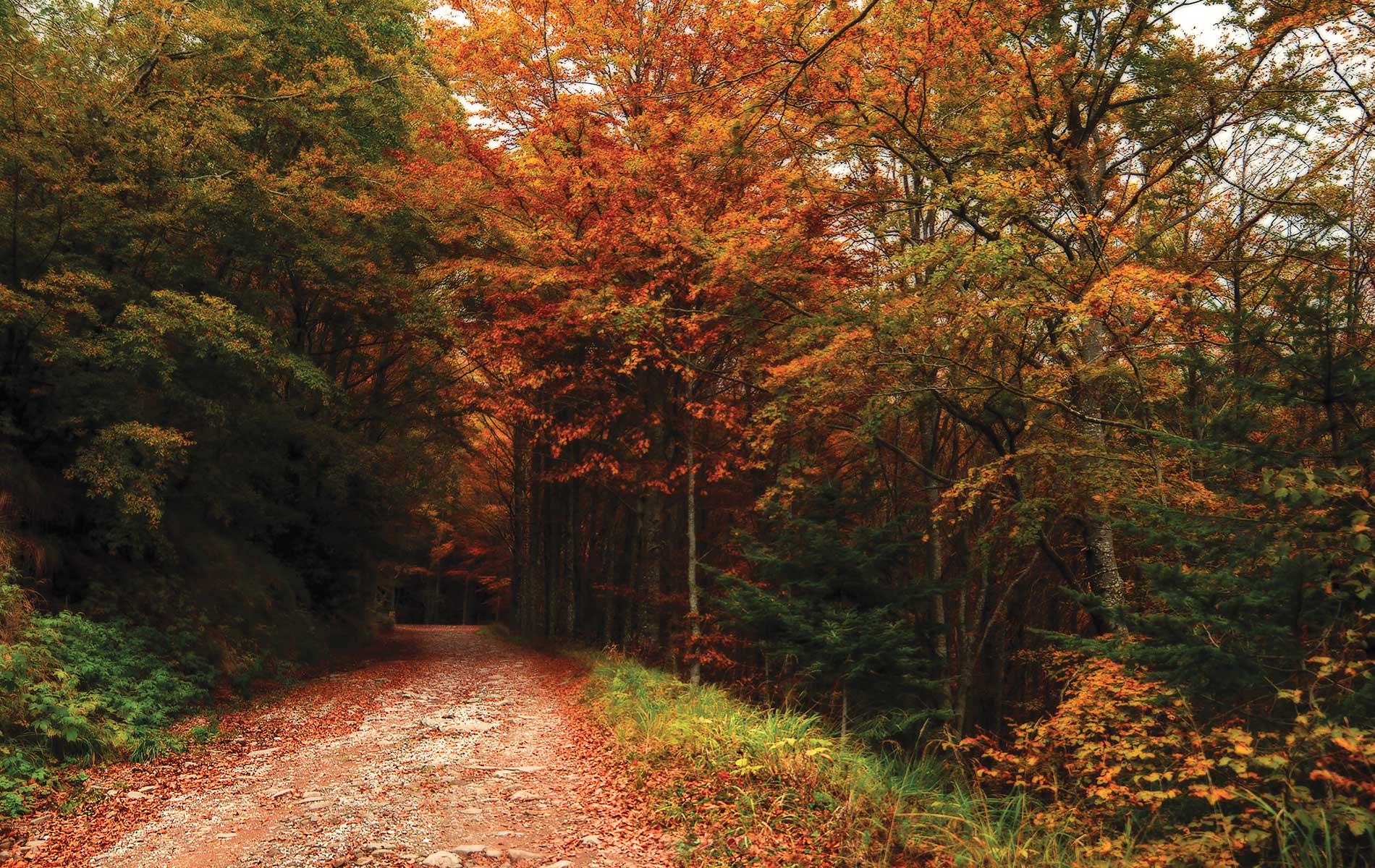 A autumn forest trail near the Marriott Renaissance Tuscany full of green and orange leafed trees