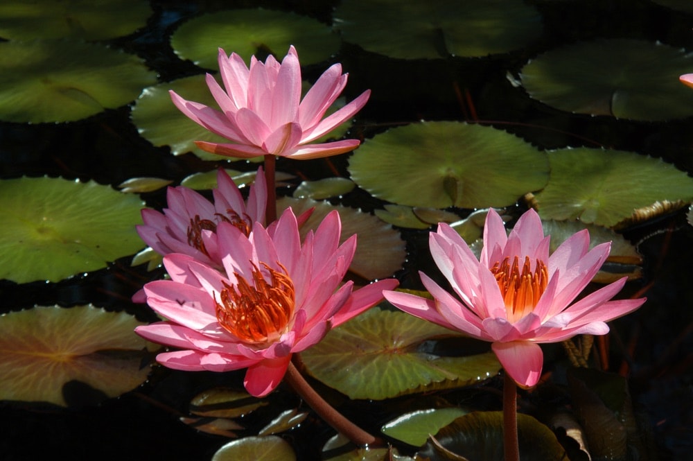 Beautiful pink water lilies bloom in a pool at the Birmingham Botanical Gardens in Birmingham, Alabama.