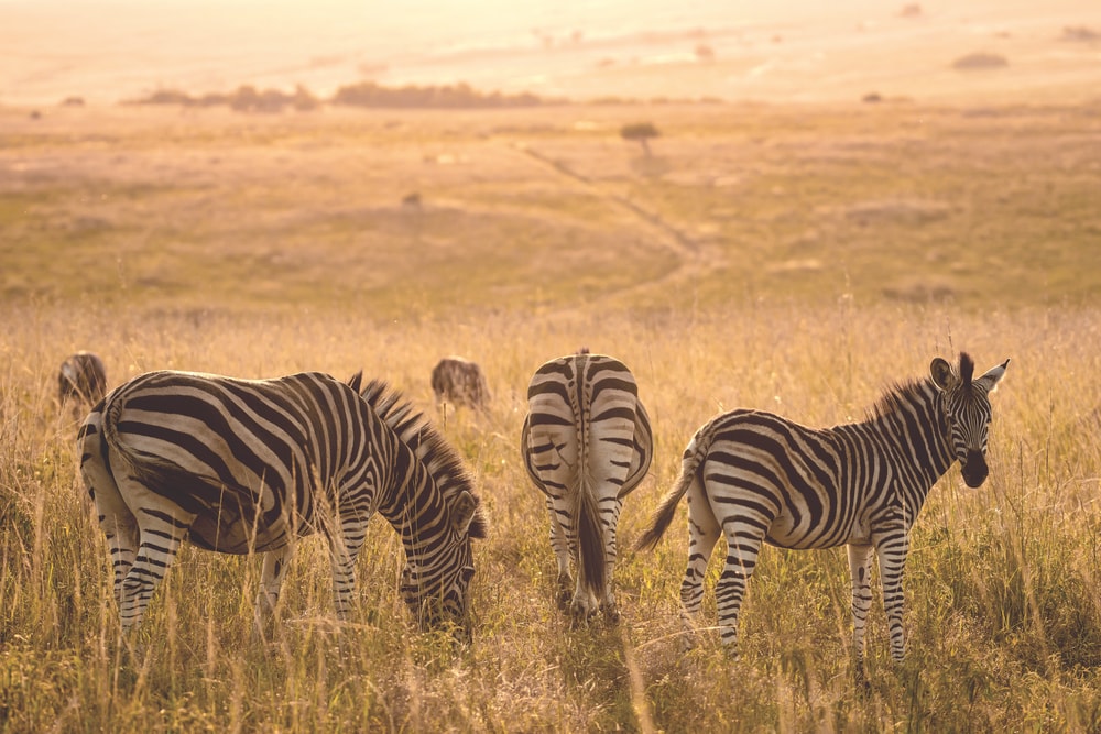 A zeal of zebras grazing on the savanna
