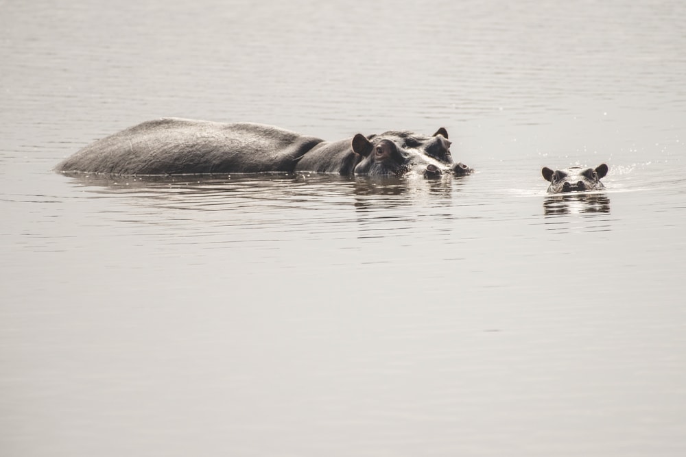 A hippopotamus swims with her young calf.