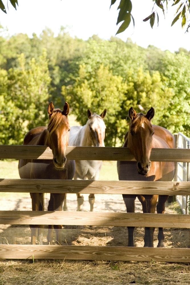 Alaqua Animal Refuge, Northwest Florida Animal Shelters