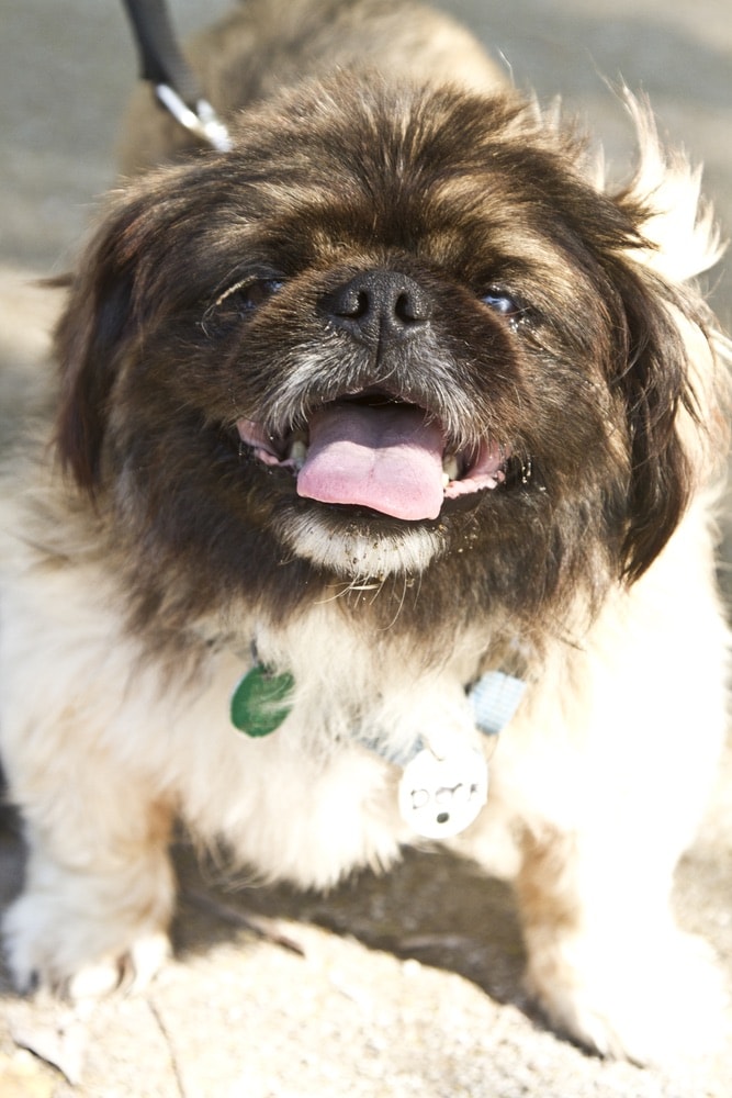 Alaqua Animal Refuge, Northwest Florida Animal Shelters