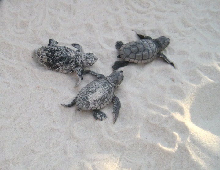 Friends of South Walton Sea Turtles