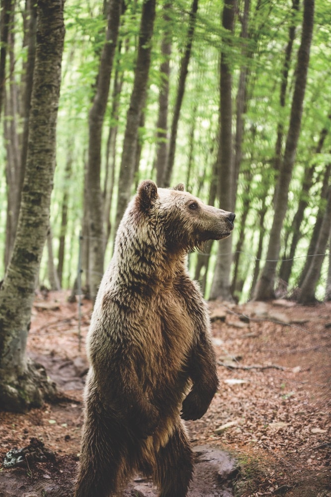 A brown bear stands on its hind legs. The largest bear populations in Greece live in the Pindus and Rhodope Mountains.