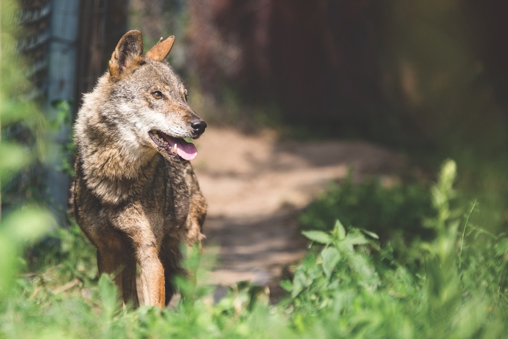 Melina joined the Arcturos Wolf Sanctuary in June 2015. She came from Thessaloniki Zoo, where she was born.