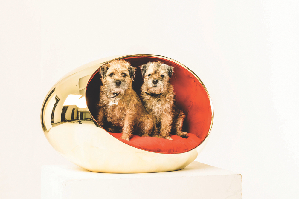 Two border terriers pose in the glamorous kennel