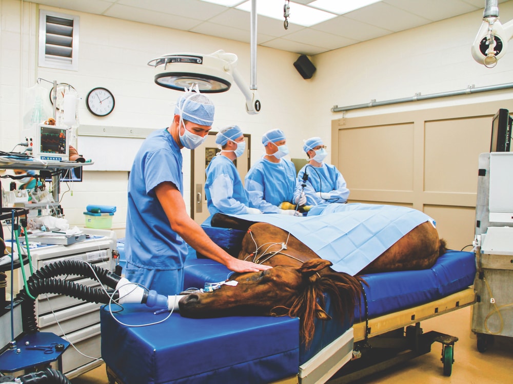 A horse undergoing a procedure in the operating room at Rood & Riddle Equine Hospital