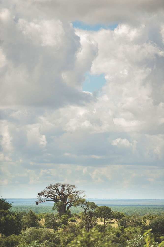 african safari photo by mark furniss