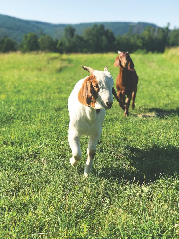 Two goats running together in a field at ZiegenVine Homestead