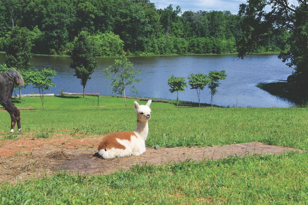An alpaca hangs out by the water on a sunny day at Little Goat Farm at the Lake.