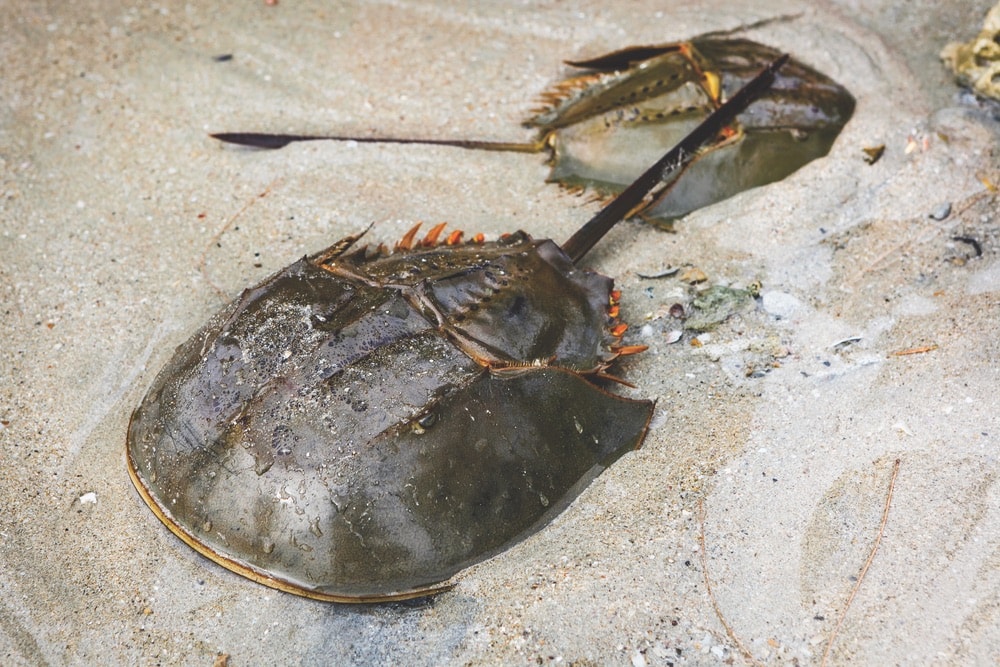 Found in the shallow waters around Mobile Bay, horseshoe crabs have hardly changed in millions of years and are considered to be living fossils.