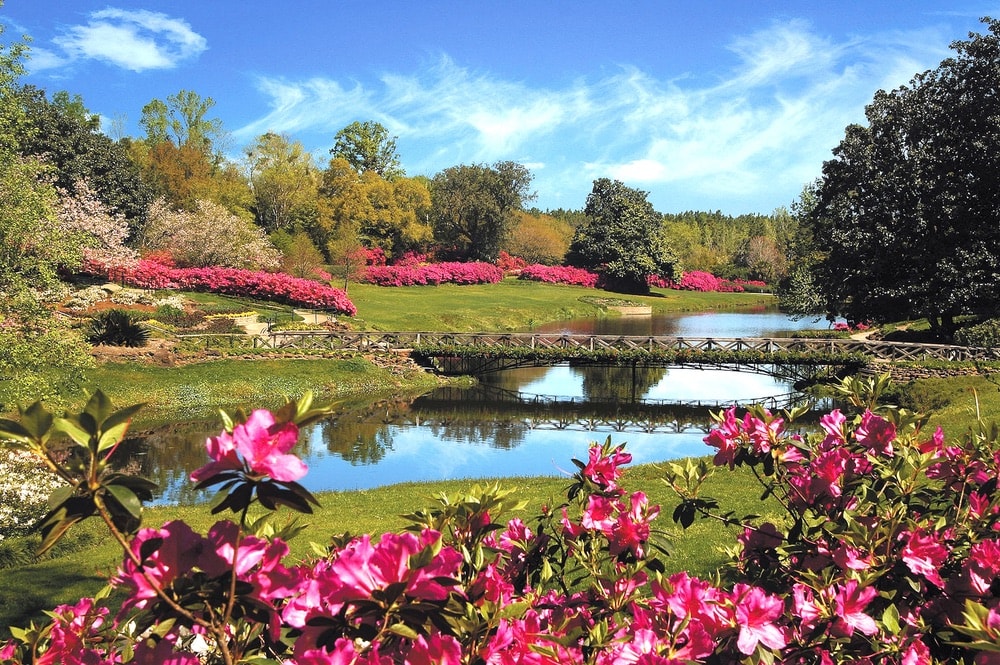 Located a short drive south of Mobile’s city center, Bellingrath Gardens is a beautiful and impressive landscape of both formal and natural features. 