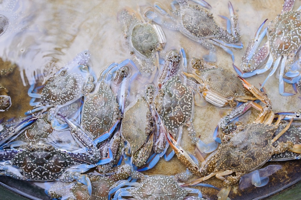 Blue crab in the water from the Dauphin Island area 