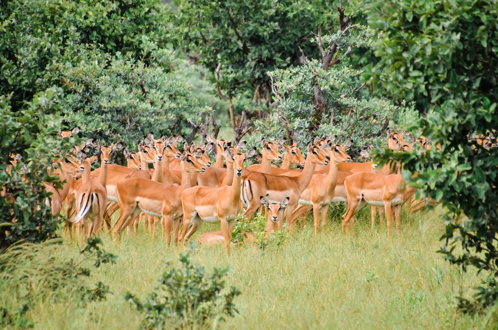 A herd of impalas stands at attention.