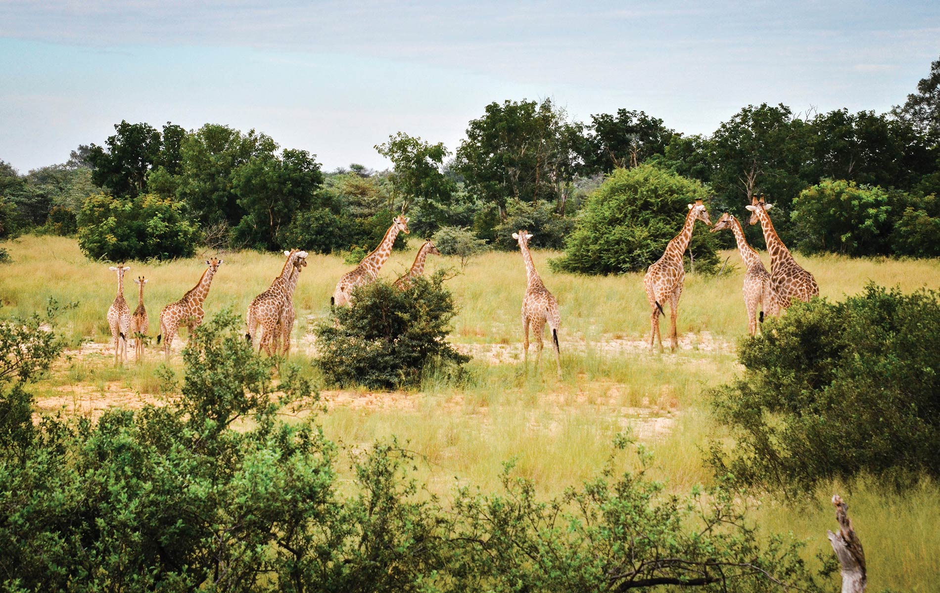 A tower of giraffes heads for their meal of choice—acacia trees—in Namibia’s Zambezi region.