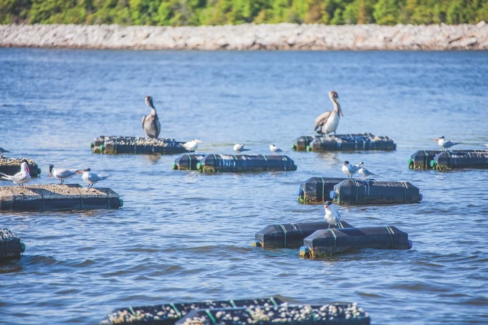 Birds sitting on oyster traps in the water