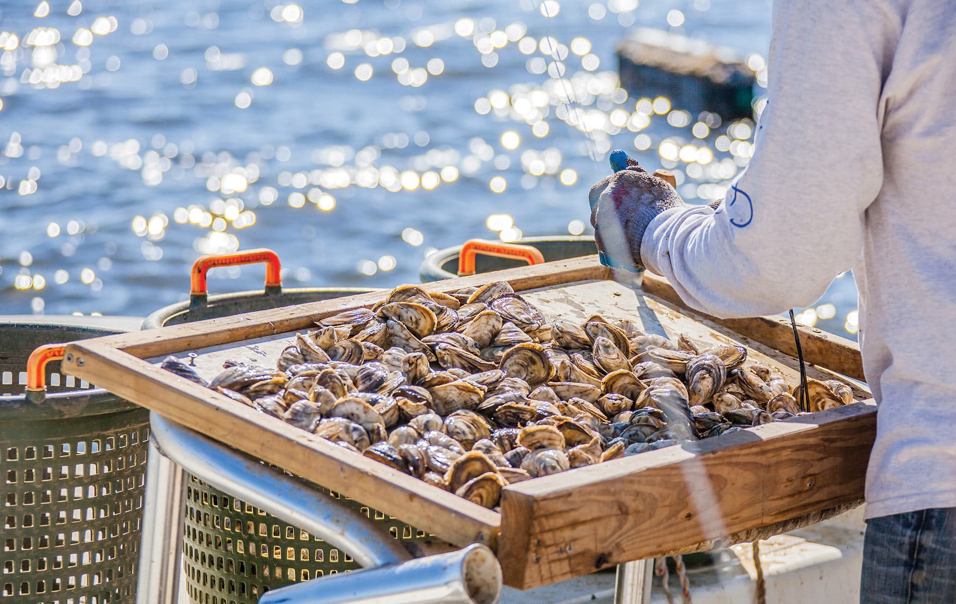 Florida fisherman bringing freshly caught oysters on the boat
