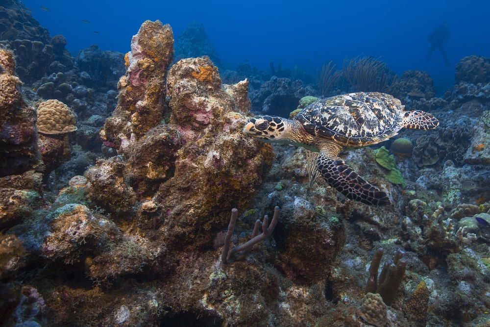 a hawksbill turtle at Paradise dive site