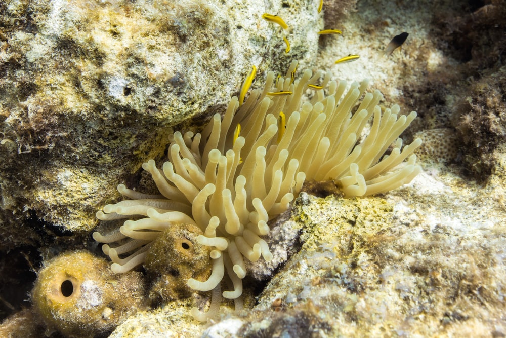 small fish gather on a condylactis gigantea anemone