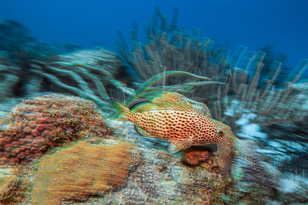 red hind grouper swimming at Double Reef