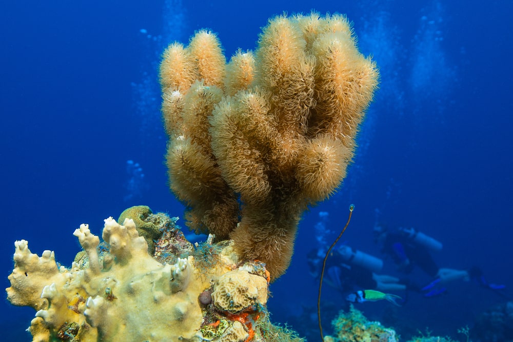 Divers explore Curaçao’s Double Reef